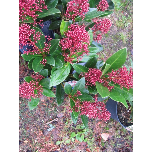 3163 - A Skimmia 