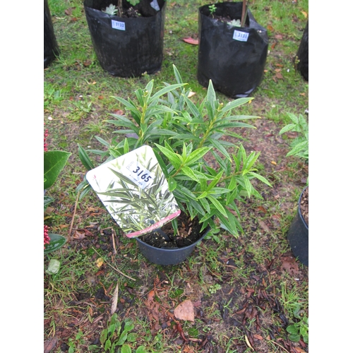 3165 - A Sarcococca 