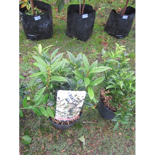 3167 - A Sarcococca 