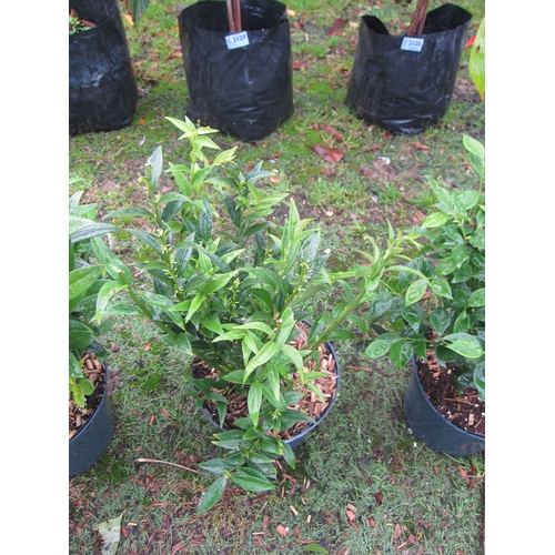 3168 - A Sarcococca 