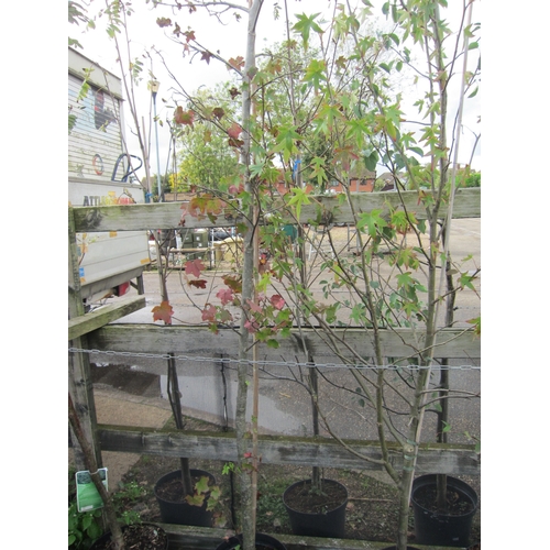 3014 - A Liquidambar Tree