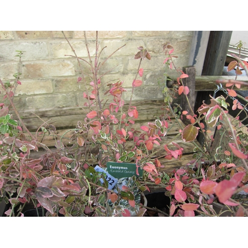 3022 - A Euonymus 