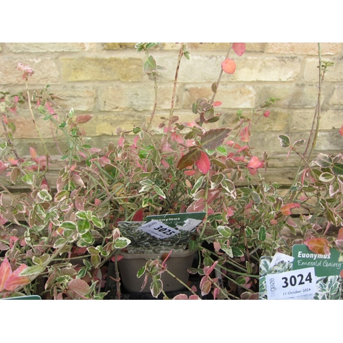 3025 - A Euonymus 