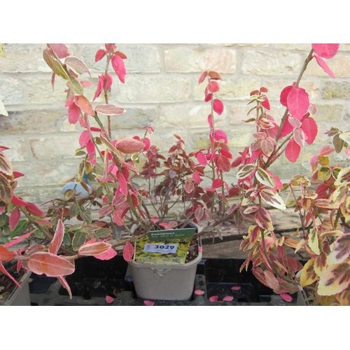 3029 - A Euonymus 