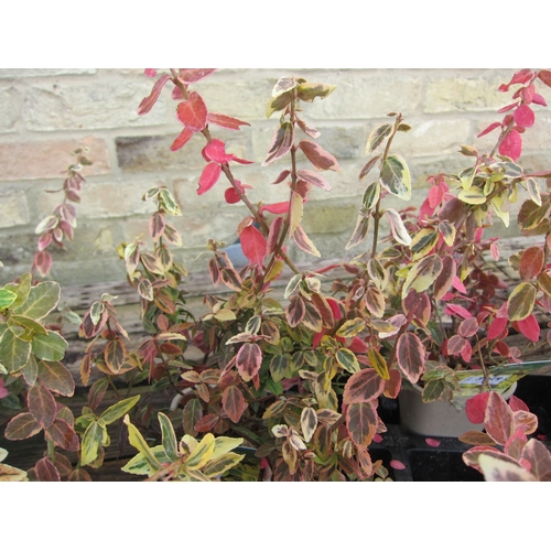 3030 - A Euonymus 