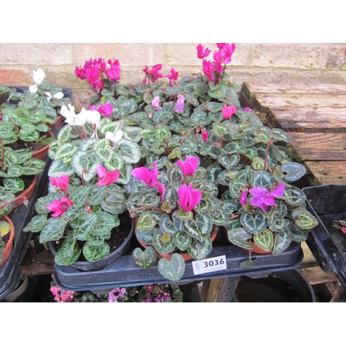 3036 - 12 mini Cyclamen