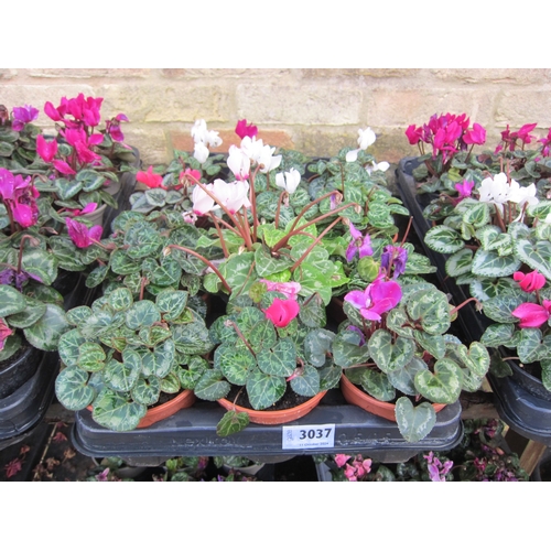 3037 - 12 mini Cyclamen