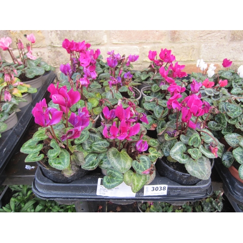 3038 - 12 mini Cyclamen