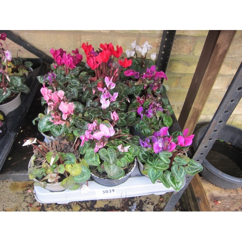 3039 - 12 mini Cyclamen