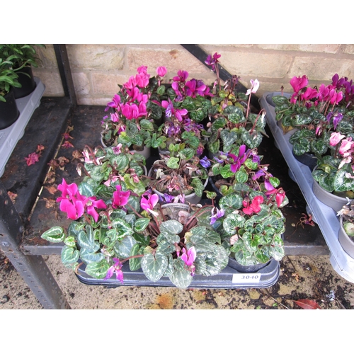 3040 - 12 mini Cyclamen