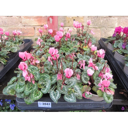 3041 - 12 mini Cyclamen