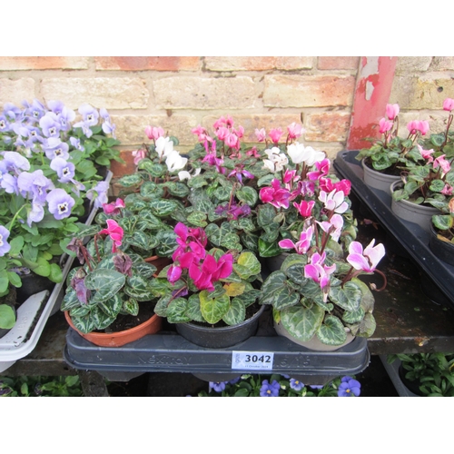 3042 - 12 mini Cyclamen