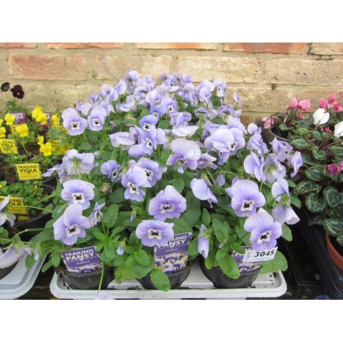 3045 - 18 trailing Pansy 