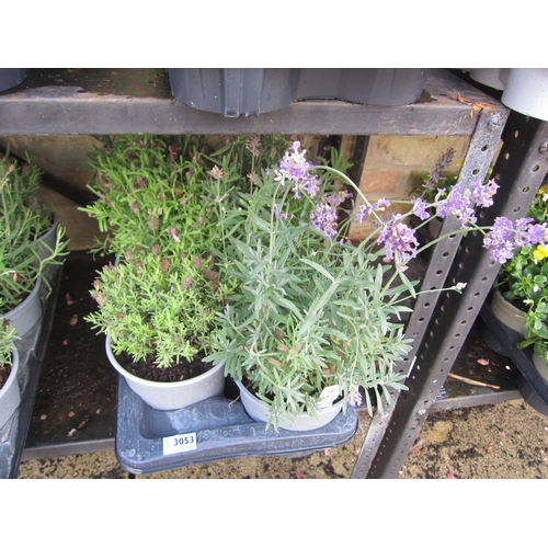 3053 - 6 mixed Lavender