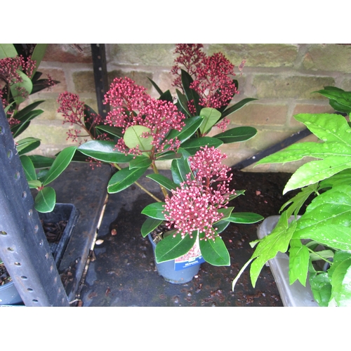 3064 - A Skimmia 