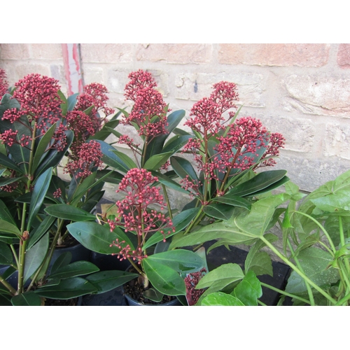 3065 - A Skimmia 