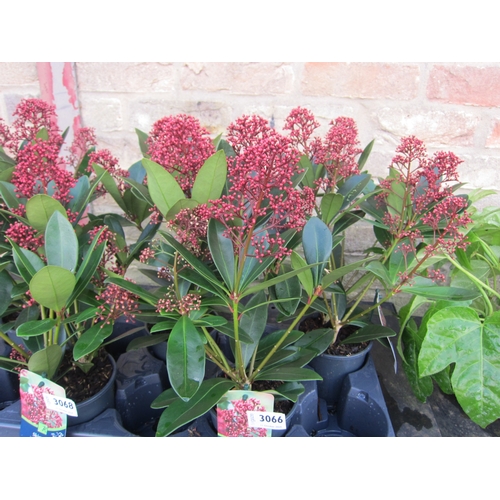 3066 - A Skimmia 