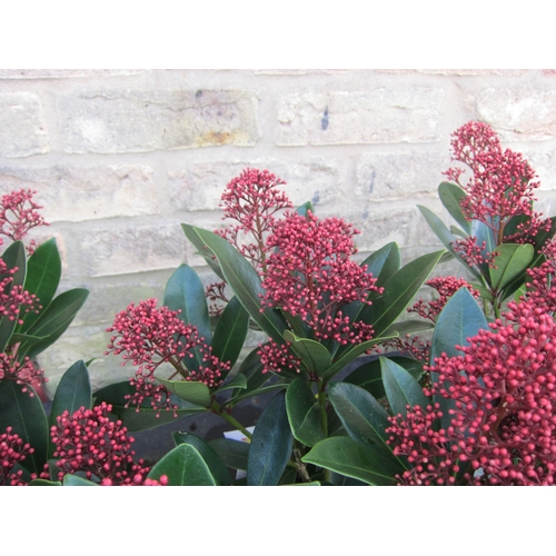 3067 - A Skimmia 