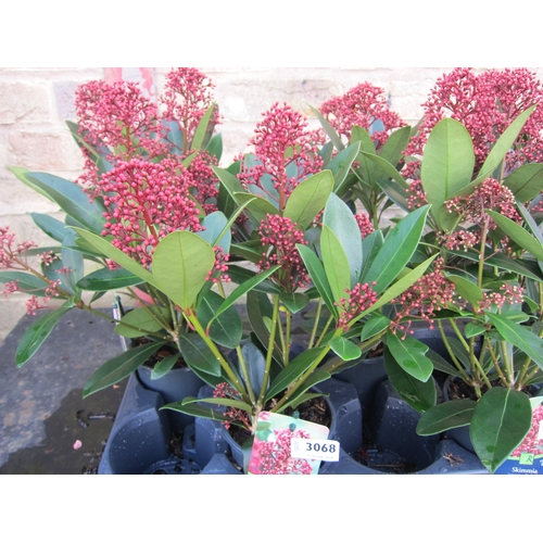 3068 - A Skimmia 