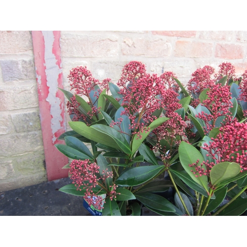 3069 - A Skimmia 