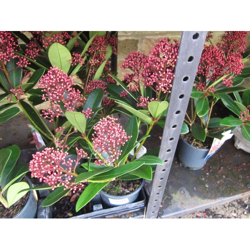 3070 - A Skimmia 