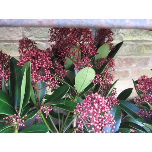 3071 - A Skimmia 