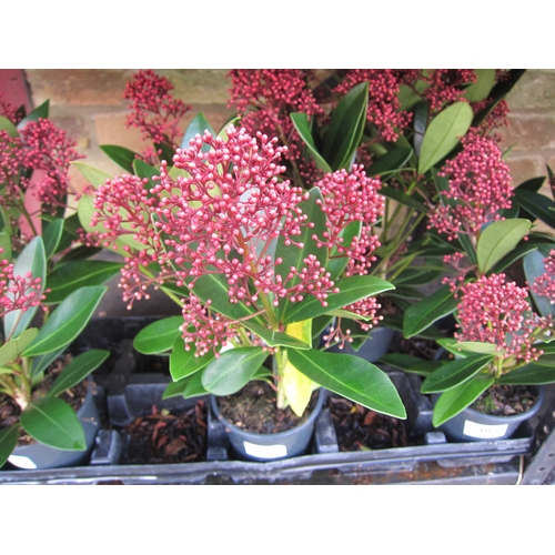 3072 - A Skimmia 