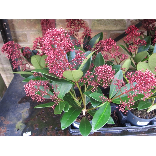 3073 - A Skimmia 