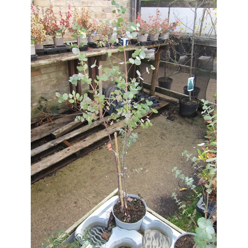 3126 - A Eucalyptus Gunnii