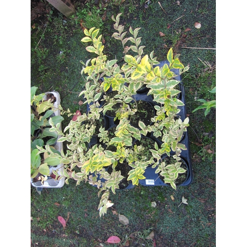 3132 - 12 variegated Privet