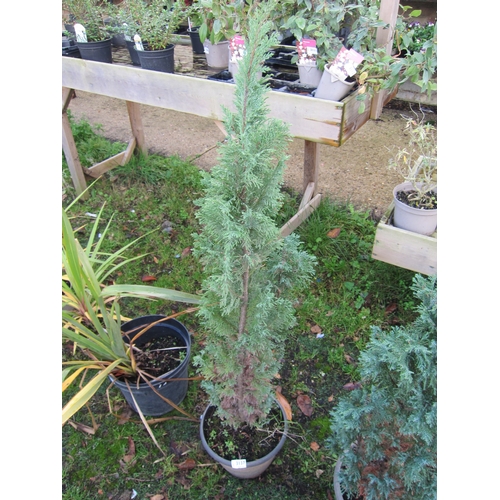 3137 - An ornamental Conifer