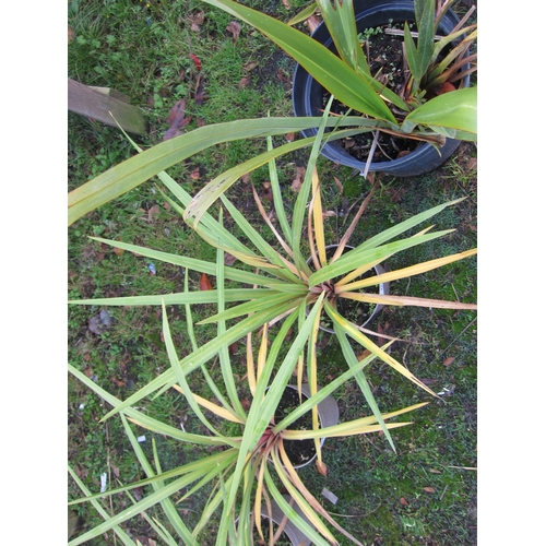 3139 - A green Cordyline