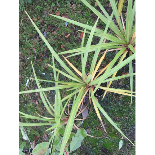 3140 - A green Cordyline