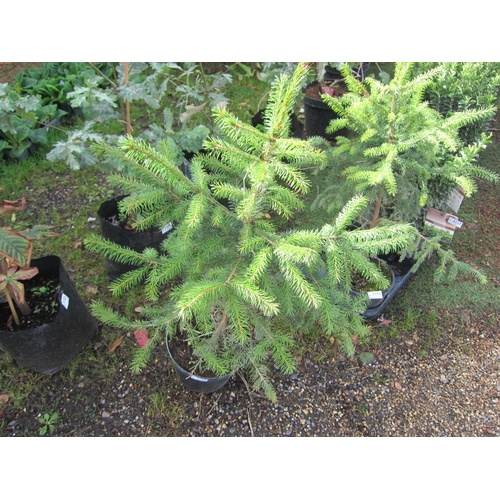 3155 - A Picea