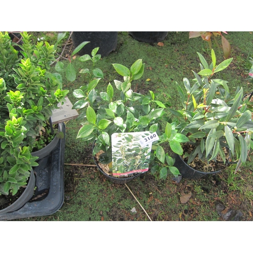 3160 - A Sarcococca 