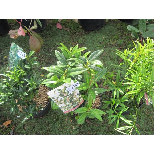 3163 - A Sarcococca 