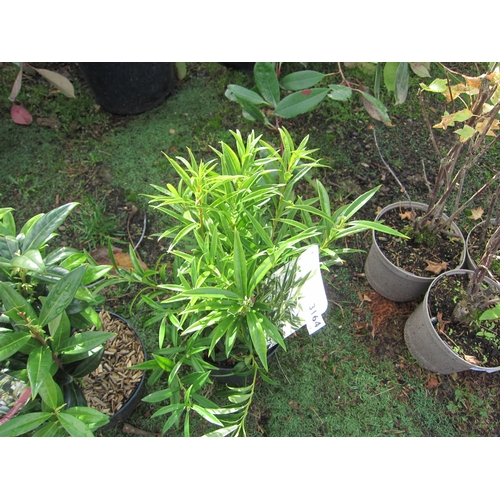 3164 - A Sarcococca 