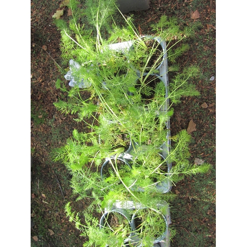 3186 - 8 Fennel