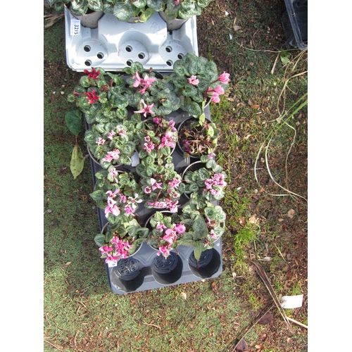 3216 - 12 mini Cyclamen