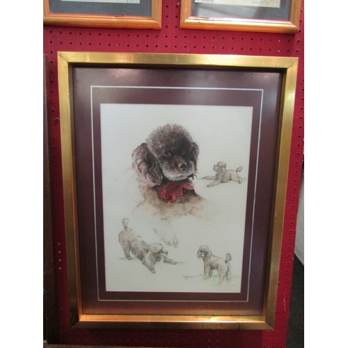 1024 - SALLY FIELD '86: Pencil and watercolour sketches of poodles.  Signed lower right.  Framed and glazed... 