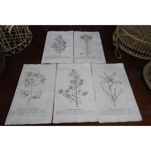 2086 - Five 18th Century engraved botanical plates of flowers in November and December