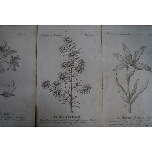 2086 - Five 18th Century engraved botanical plates of flowers in November and December