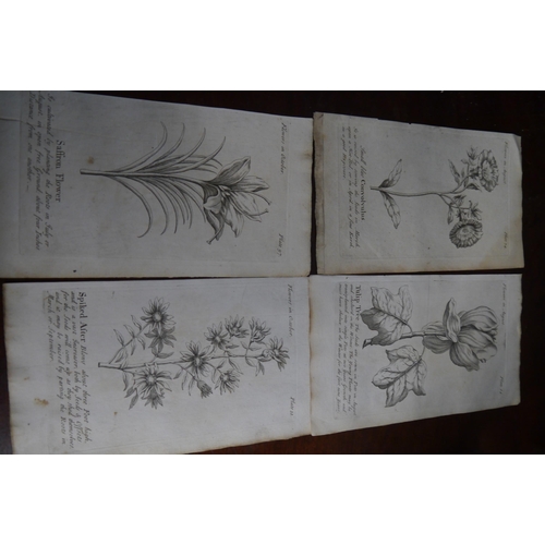 2089 - Four 18th Century engraved botanical plates of flowers in August and October