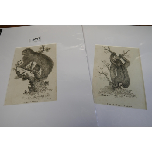 2097 - A pair of Georgian mounted prints of two and three sloths