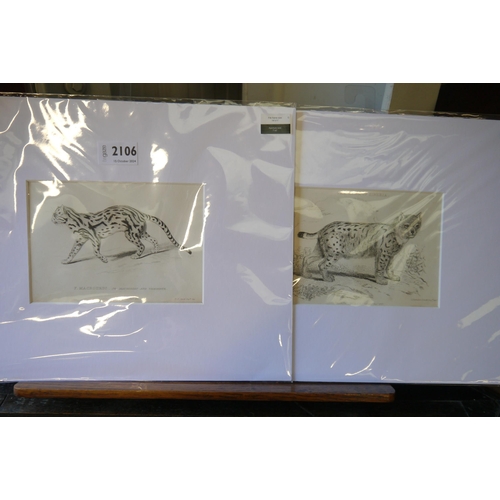 2106 - A pair of Georgian black and white prints of a Lynx and Seville