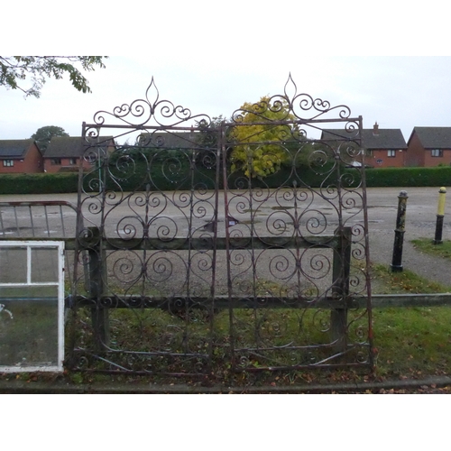 8008 - A pair of narrow scrolled iron spike top gates, 212cm x 99cm each gate