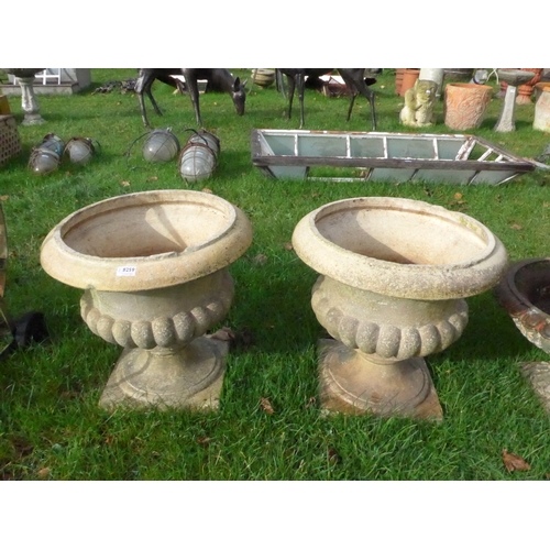 8259 - A pair of buff semi gadrooned urns on socle bases, 52cm tall