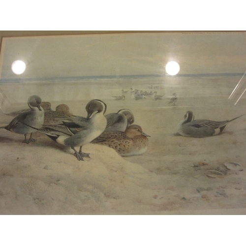 4416 - After Archibald Thorburn: Two prints depicting partridges and pintails in a naturalistic environment... 