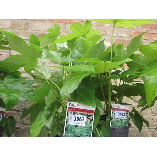 3063 - A Fatsia