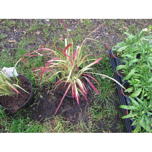 3087 - An Imperata Red Baron Grass